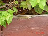 DSC00723.JPG